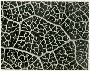 コロンビアの葉。 1929（グラビア） 作： Karl Blossfeldt